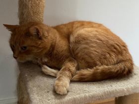 Hallo, ich gebe meine Kätzin namens "Lilly" zum Verkauf