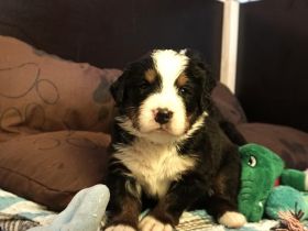 Am 17.04.22 kamen 10 gesunde , kräftige Osterbärchen in