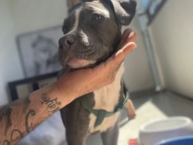 Aus beruflichen Gründen abzugeben mit starterpaket 12