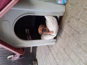 Liebe aufgeweckte Welpen suchen einen schönen Platz in