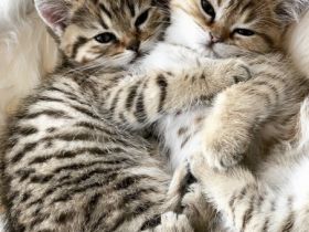 Wir, die Tabby-Deluxe haben wieder traumhaften,