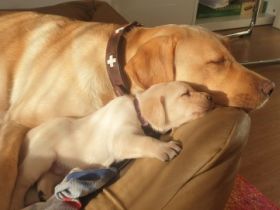 Am 25.3.22 hat unsere Hündin 10 wunderbare Welpen