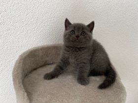 Hallöchen zusammen, unsere britisch Kurzhaar Katzenmami