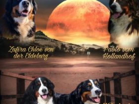 Hurra Hurra, unser A-Wurf ist da! Nach 11 Stunden sind