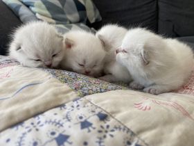 Wir suchen für unsere 7 Zwerge ab 24.7. (gern auch