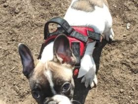 Reinrassig Französischer Bulldogge, sie ist 4 Monate