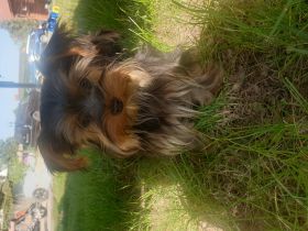 Hallo, Ich bitte hier ein kleine süße mädchen an. Die