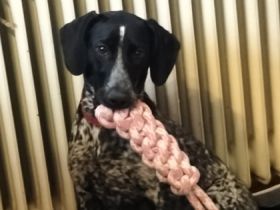 Bella wurde letzen Juni geboren. Seit August ist sie