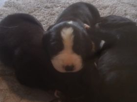 Am 04.05 haben 6 wunderschöne Welpen die Welt er blickt