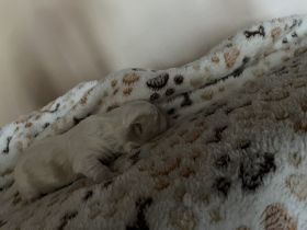 2 Maltipoo Welpen ab ca Mitte Juli abzugeben. Vater