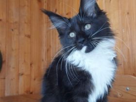 Ein weibliches Bengalkätzchen braun rosettiert und zwei