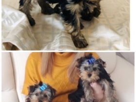 Drei süße liebe reinrassige Yorkshire Terrier-Welpen