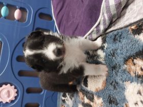 Wir suchen verantwortungsbewusste liebevolle Familien.