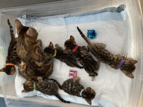 Wir bitten sehr hübsche und reinrassige Bengalkitten an