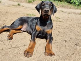 Unsere Babys sind am 29.3 geboren. Es sind 4 Rüden und