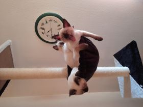 Unsere süße Siamkatze mau seal point hat am 24.02.2022