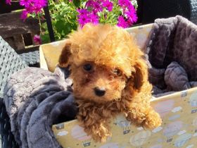 haben mit Gesundheitszeugnis.Im alter von 12 Wochen