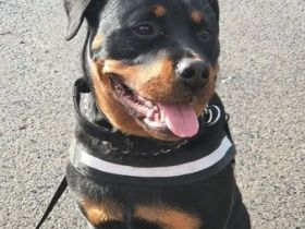 Wir haben 9 Welpen am 19.05.2022 bekommen . Die können