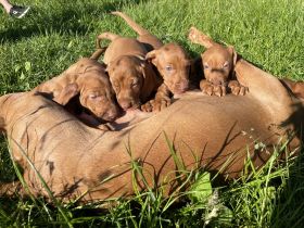 Unser Nachwuchs ist da. Unsere Welpen sind als