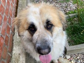 6 liebenswerte Hunde suchen ein neues Zuhause. Es