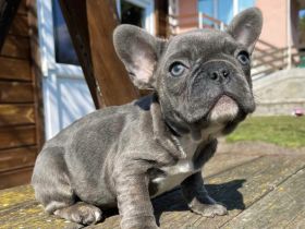 Schöner gesunder Blauer Welpe der seinen Besitzer sucht