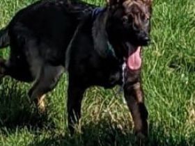 Am 31.03.2022 hat unsere 5 jährige Schäferhundin Luna