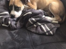 Ich mus leider den Hund wieder weg geben habe den nun 2