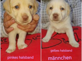 ❤❤❤ 6 kleine Fellnasen suchen ab Ende Juni noch ein