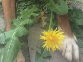 Loe, Kleiner Hund sucht liebes Zuhause- ohne Katzen.