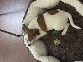 Wir suchen ein neues Zuhause für unser lieber Jack