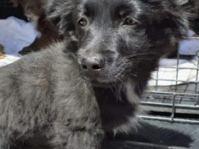 Aky, kleiner Mix-Welpe, sucht jetzt seine Familie. Ein