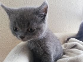 Britisch Kurzhaar, Kitten