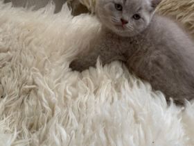 Britisch kurzhaar in der Farbe lilac Kater 7 Wochen alt