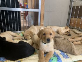 Liebe Hundefreundinnen und Hundefreunde, aus unserer