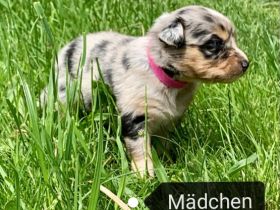 Am 01.05.2022 wurden unsere Welpen geboren. Es handelt