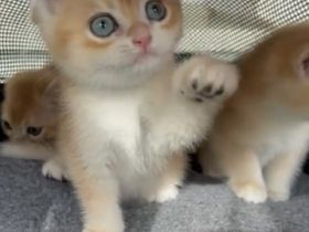 reinrassige BKH Kitten 2 Jungs, geboren am 14.02.22