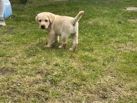 Die Welpen wurden am 1.4.22 geboren, wachsen bei uns