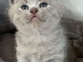 Ich habe 4 süße Kitten. Die suchen neue Zuhause ab 21