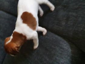 Hier verkaufe ich eine süße Maus jack russel terrier