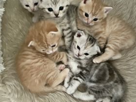 Hallo zusammen! Meine BKH Momo hat 5 Kitten auf die