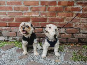 schöne männliche und weibliche Yorkshire-Welpen bereit