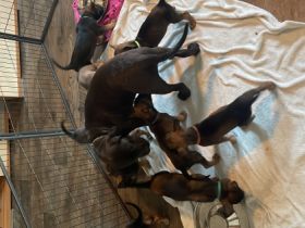 Unsere Malinois- Schüferhund Mix Welpen suchen ein