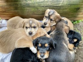 6 zuckersüß Rüden abzugeben ab 17.7.2022 (ab 12 Wochen)