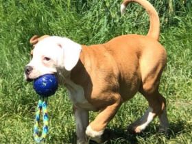 Conti /OEB Welpe sucht ab sofort ein Zuhause. Er ist