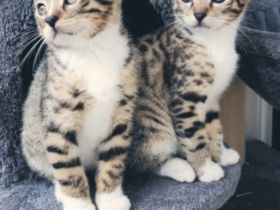 2 Katzen ❤ 1Kater., Britisch Kurzhaar, Mix-Kitten