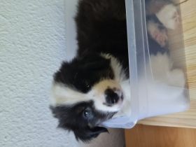 3 zuckersüße Mini-Australien-Sheperd Welpen aus