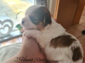 Unsere 5 Welpen sind seitdem 4.5.22 auf der Welt und