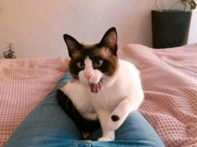 Kalle ist ein Mix aus Snowshoe und Siam und ist im