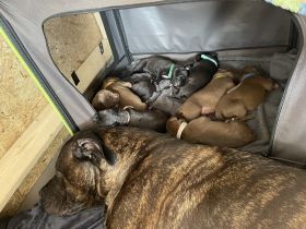 Am 6.5.22 hat unsere Hündin Elli (Doggen-mix/ Papa: