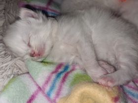 Wir haben zuckersüße Ragdoll kitten abzugeben ab Ende